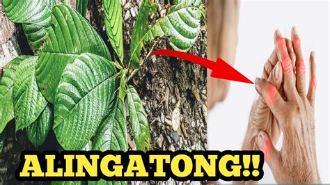 ALINGATONG (Halamang Gamot) .